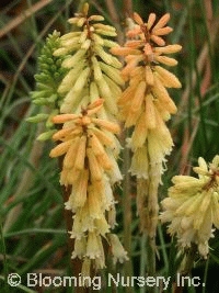 Kniphofia 'Candlelight'